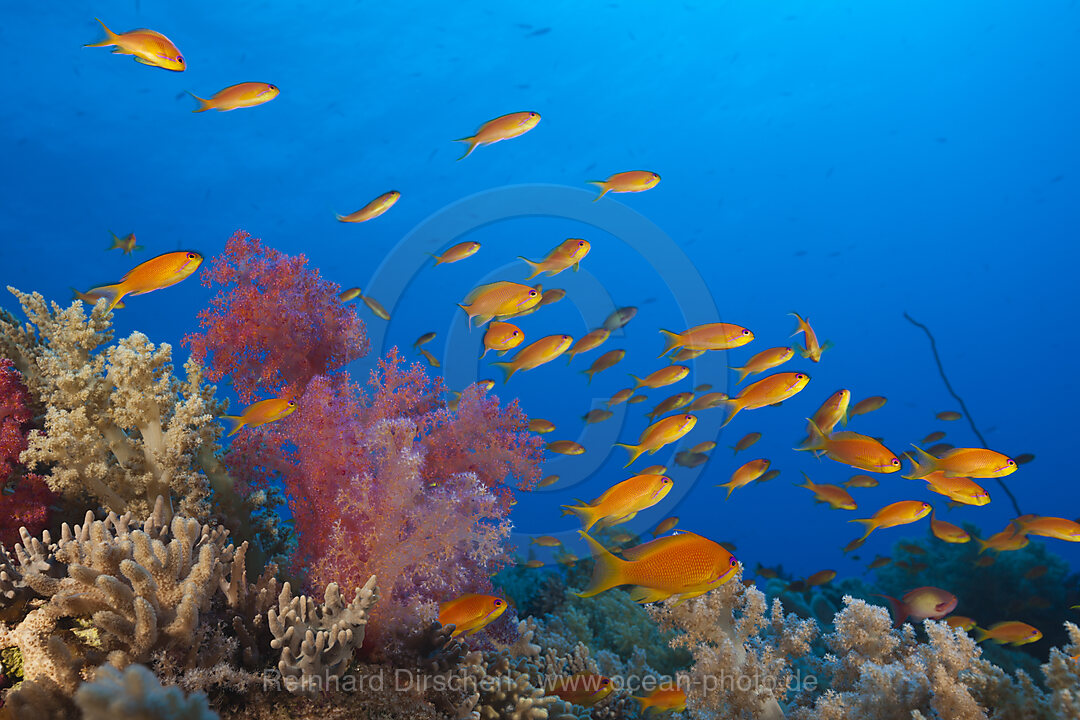 Harems-Fahnenbarsche am Riff, Pseudanthias squamipinnis, St. Johns, Rotes Meer, Aegypten