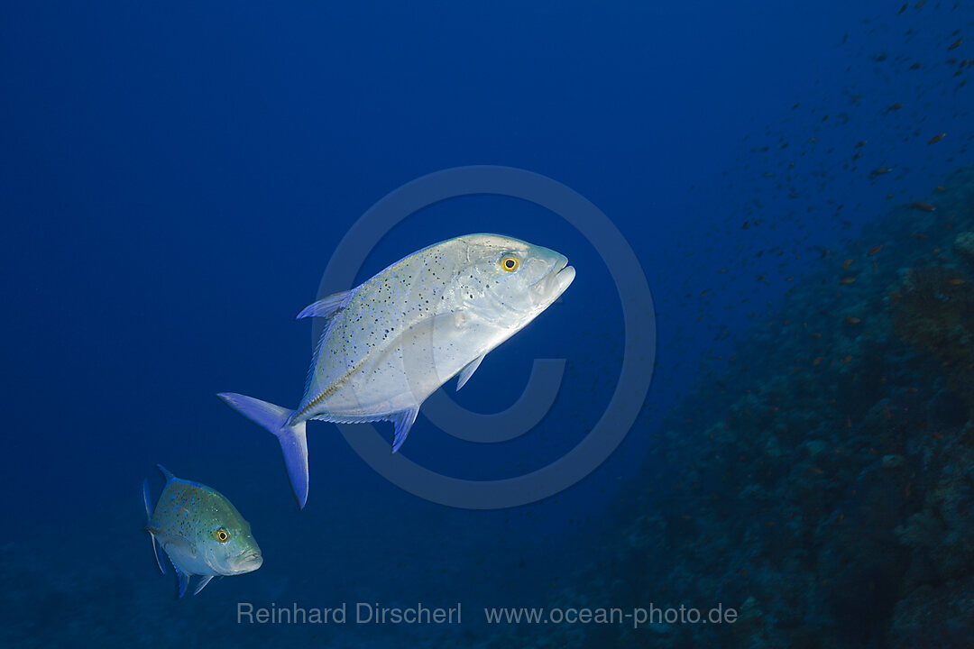 Blauflossen-Stachelmakrele, Caranx melampygus, St. Johns, Rotes Meer, Aegypten