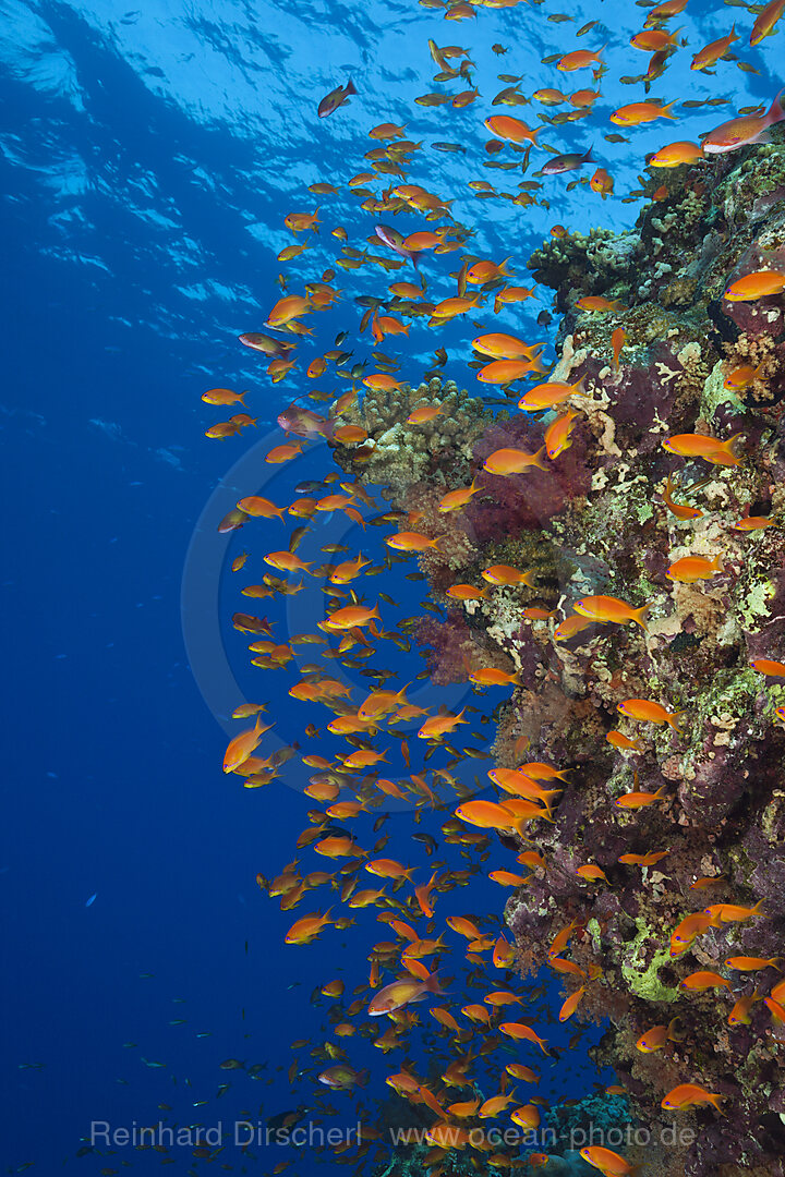 Harems-Fahnenbarsche am Riff, Pseudanthias squamipinnis, St. Johns, Rotes Meer, Aegypten