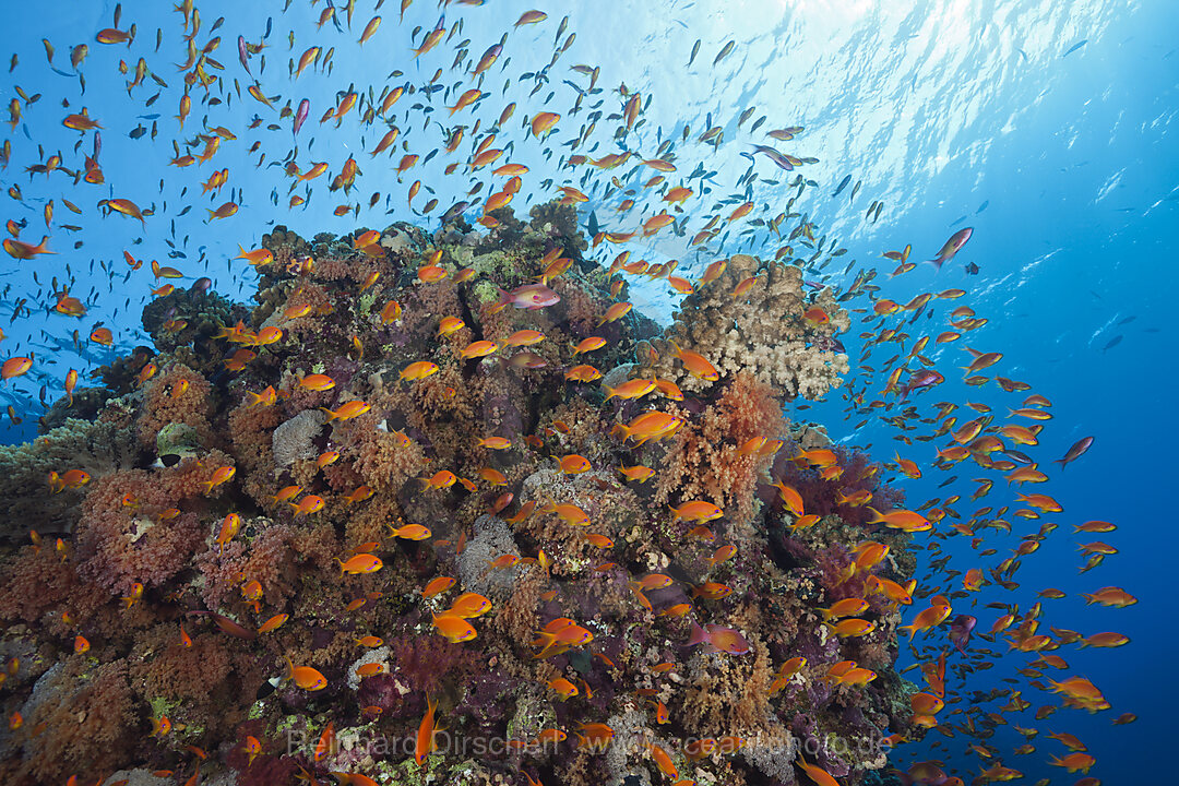 Harems-Fahnenbarsche am Riff, Pseudanthias squamipinnis, St. Johns, Rotes Meer, Aegypten