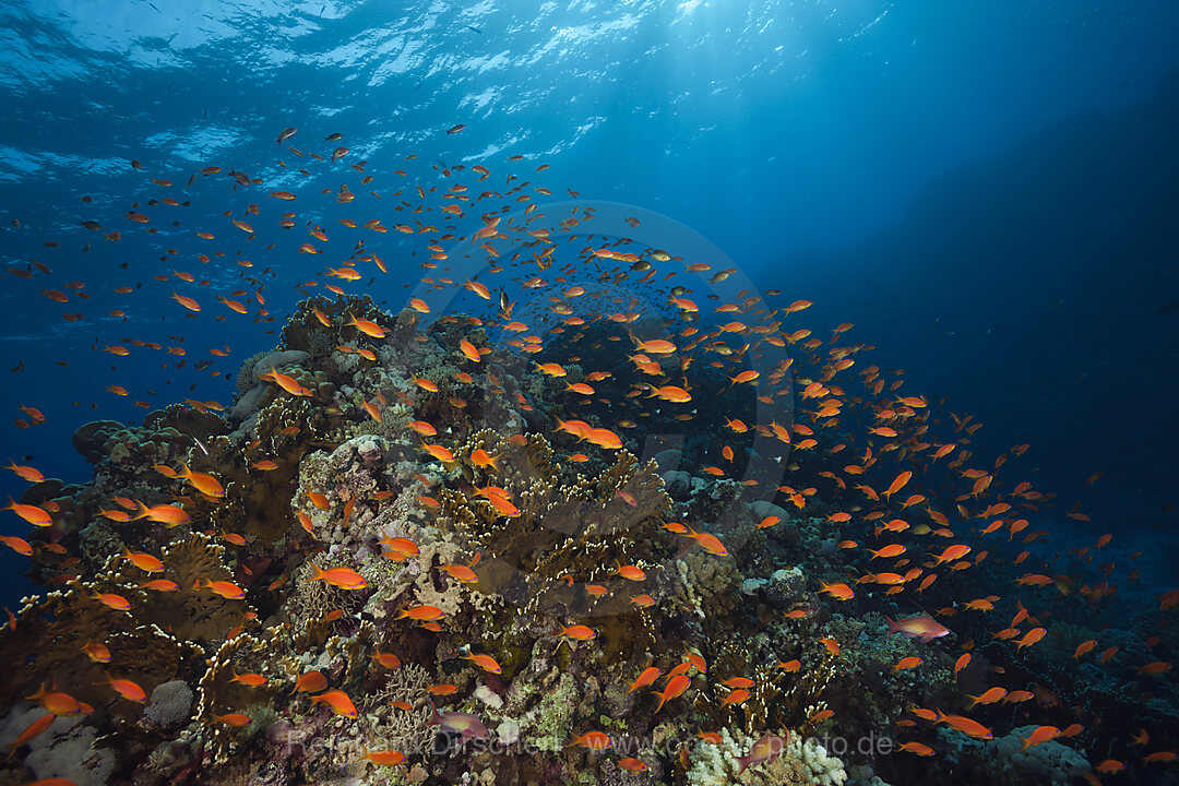 Lyretail Anthias over Reef