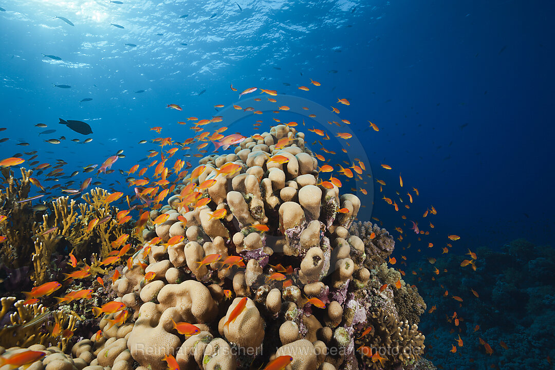 Harems-Fahnenbarsche am Riff, Pseudanthias squamipinnis, St. Johns, Rotes Meer, Aegypten