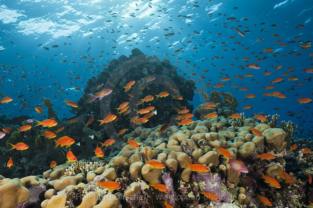 Harems-Fahnenbarsche am Riff, Pseudanthias squamipinnis, St. Johns, Rotes Meer, Aegypten