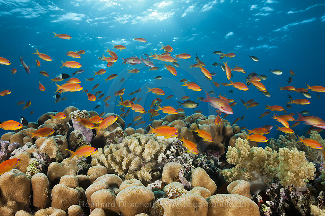 Harems-Fahnenbarsche am Riff, Pseudanthias squamipinnis, St. Johns, Rotes Meer, Aegypten