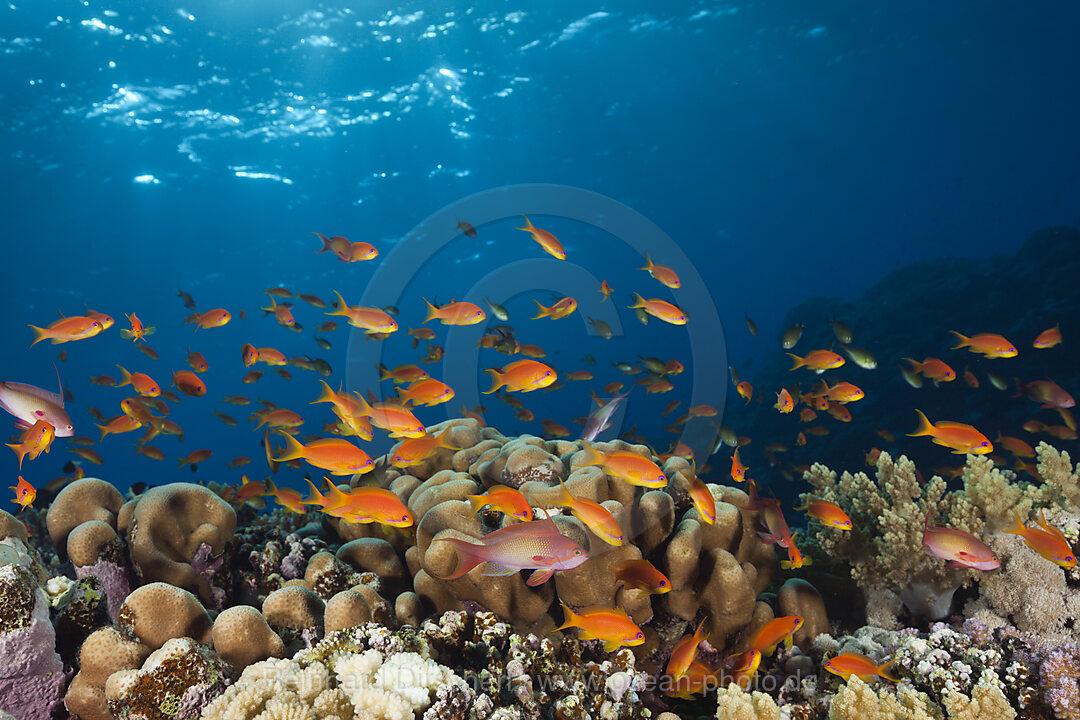 Harems-Fahnenbarsche am Riff, Pseudanthias squamipinnis, St. Johns, Rotes Meer, Aegypten