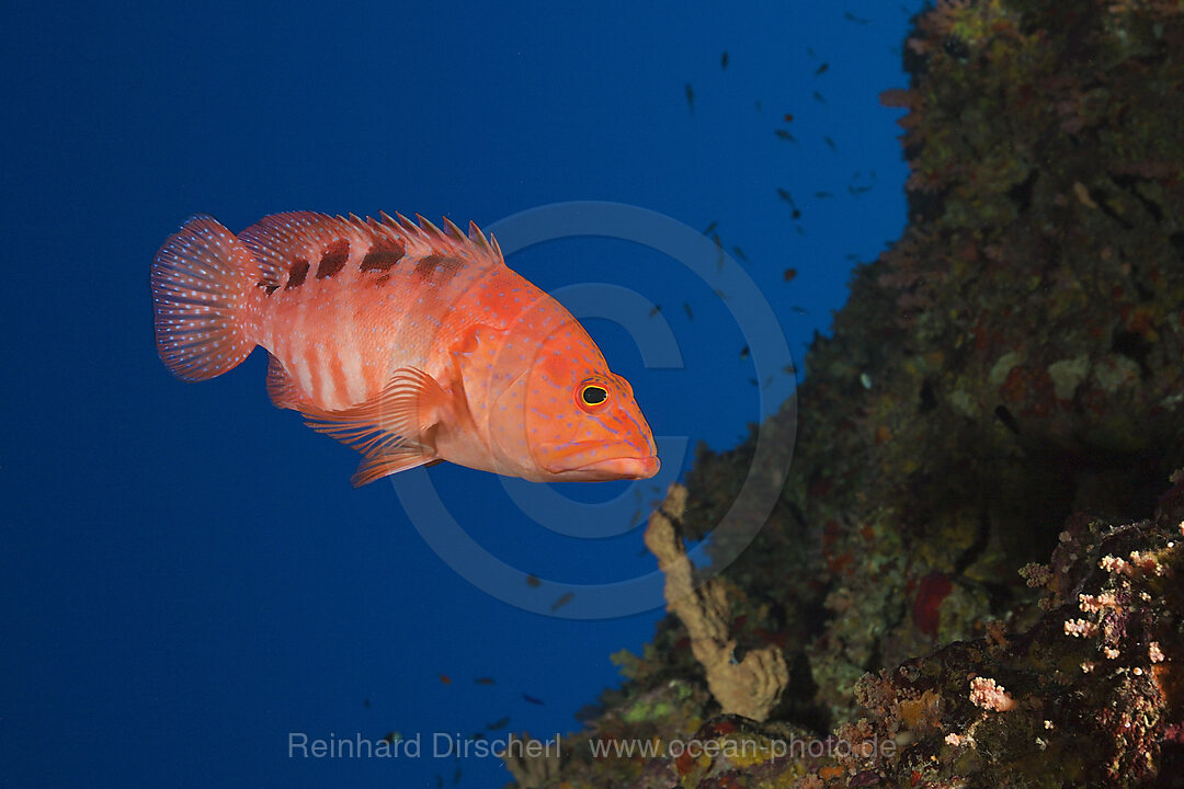 Sixspot Grouper
