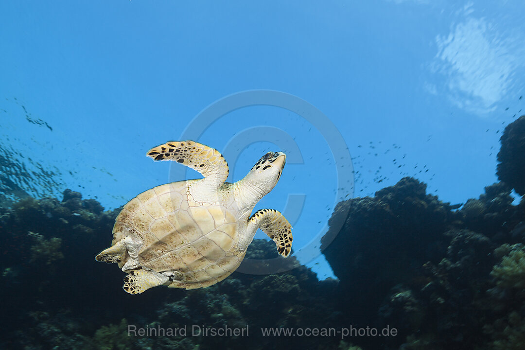 Echte Karettschildkroete, Eretmochelys imbricata, Rocky Island, Rotes Meer, Aegypten