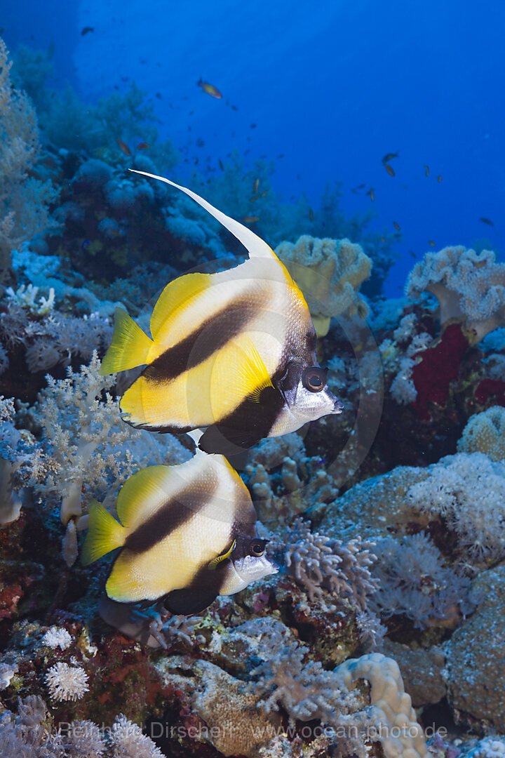 Rotmeer-Wimpelfische, Heniochus intermedius, Rocky Island, Rotes Meer, Aegypten