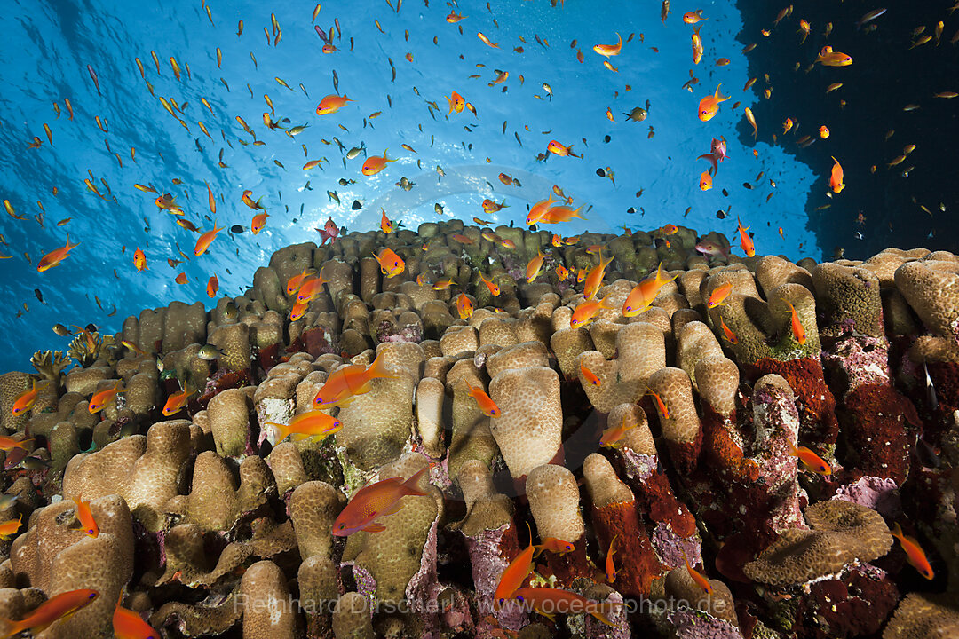 Harems-Fahnenbarsche am Riff, Pseudanthias squamipinnis, Rocky Island, Rotes Meer, Aegypten