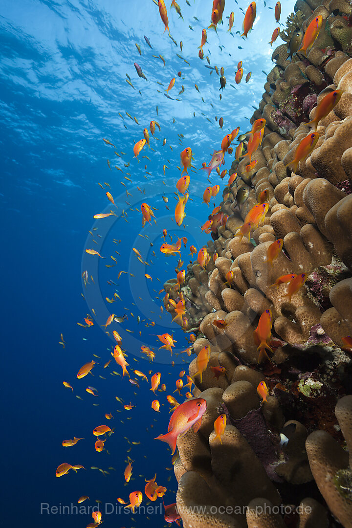 Harems-Fahnenbarsche am Riff, Pseudanthias squamipinnis, Rocky Island, Rotes Meer, Aegypten