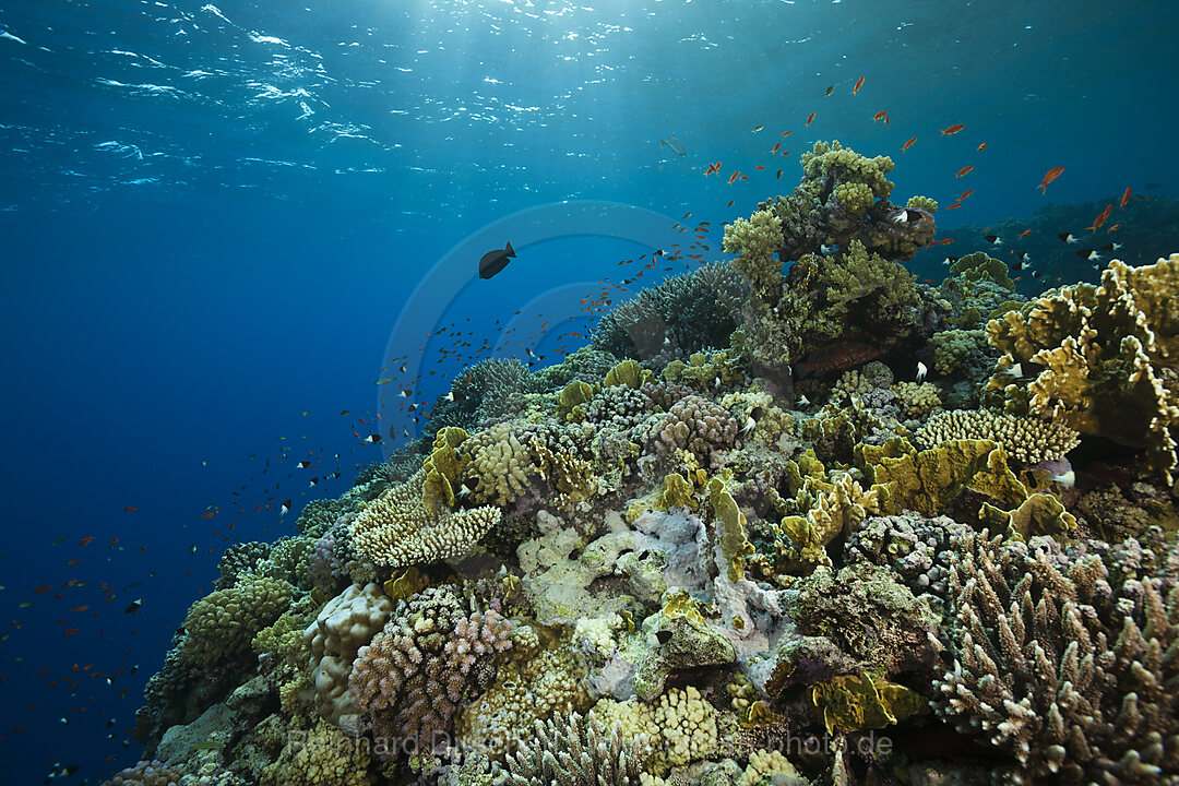 Coral on Reef Top