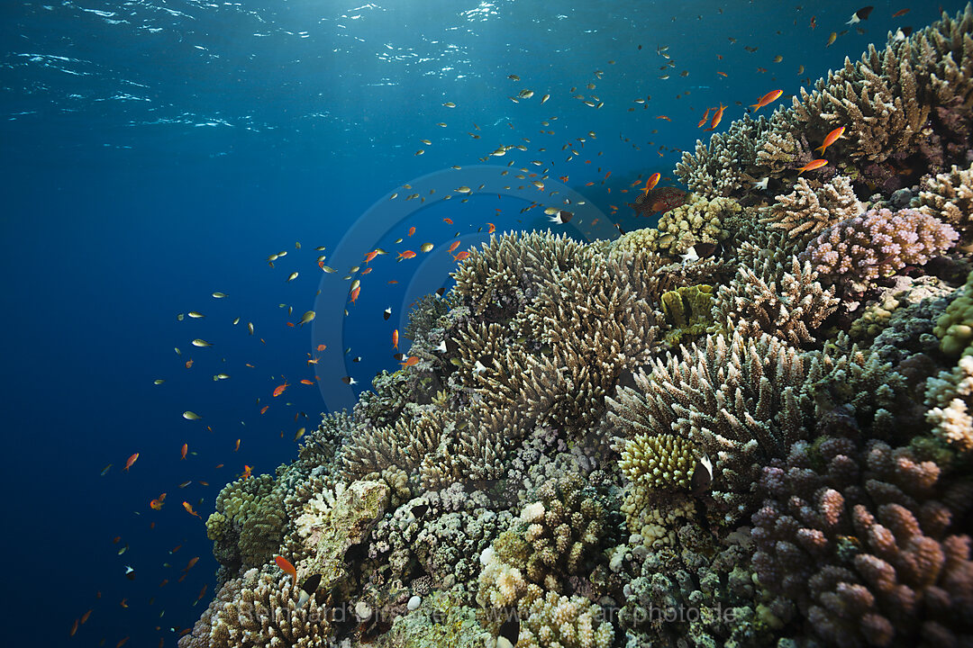 Coral on Reef Top, n/a, Rocky Island, Red Sea, Egypt