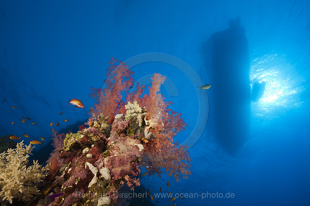 Diving Boat floating over Coral Reef