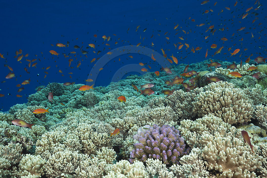 Lyretail Anthias over Reef Top