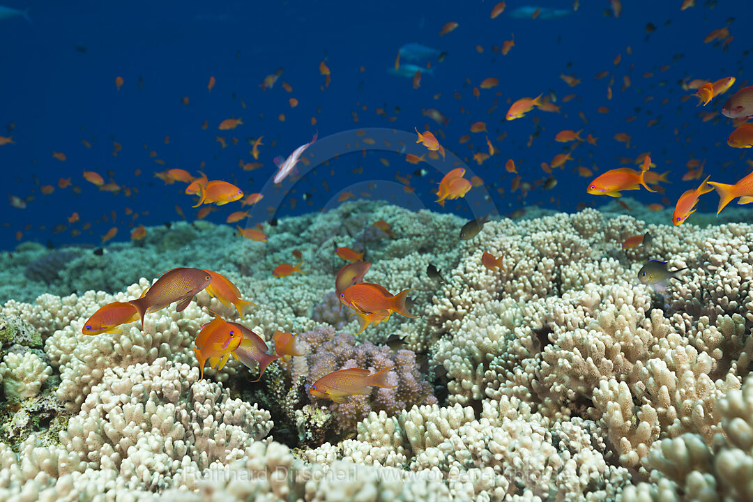 Lyretail Anthias over Reef Top, Pseudanthias squamipinnis, St. Johns, Red Sea, Egypt