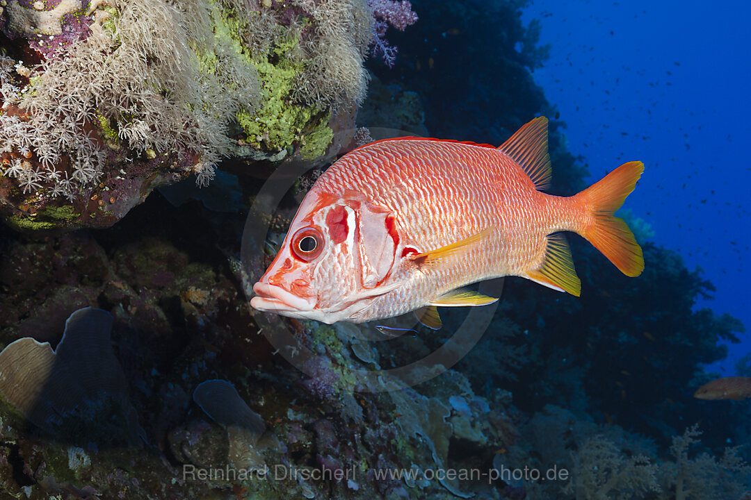 Longjawed Squirrelfish