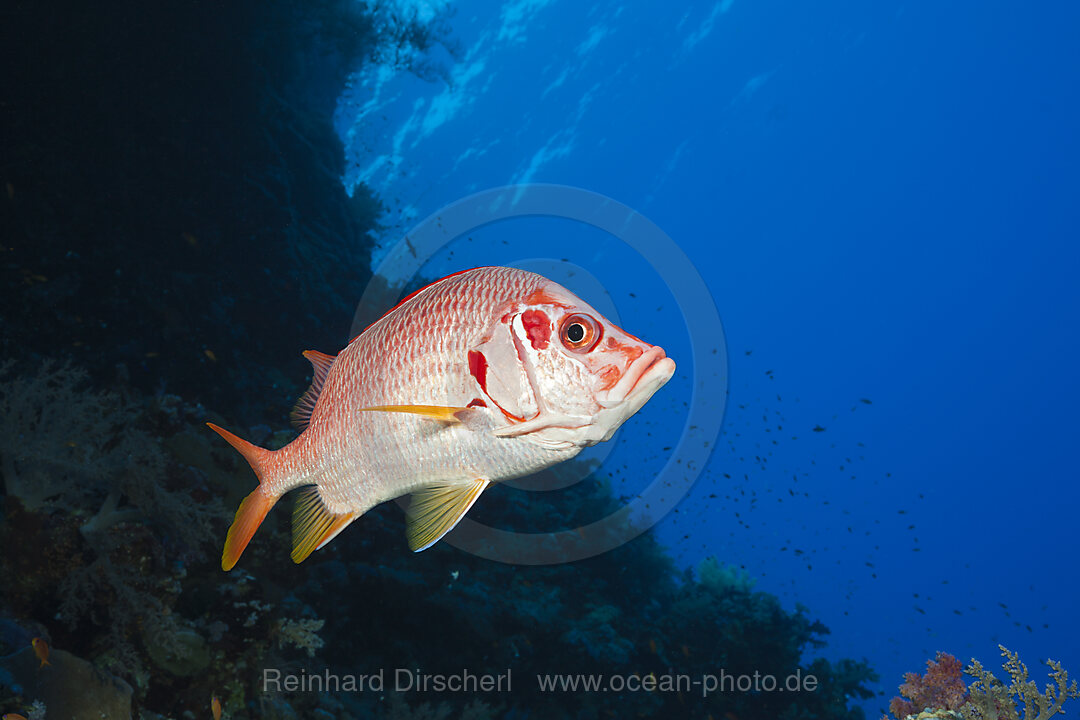 Longjawed Squirrelfish