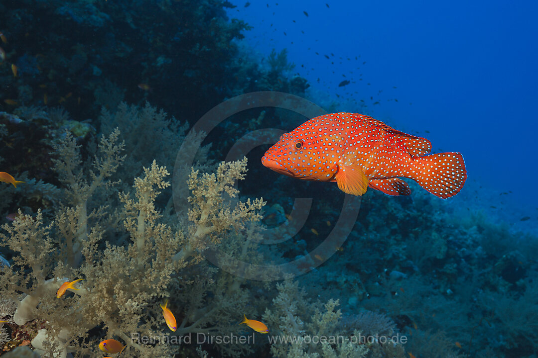 Coral Grouper