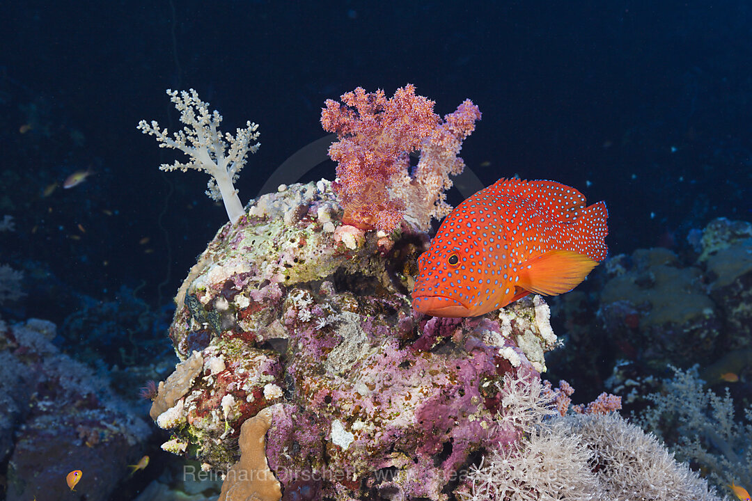 Juwelen-Zackenbarsch, Cephalopholis miniata, St. Johns, Rotes Meer, Aegypten