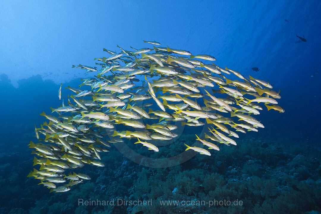 Schwarm Gelbflossen-Meerbarben, Mulloidichthys vanicolensis, St. Johns, Rotes Meer, Aegypten