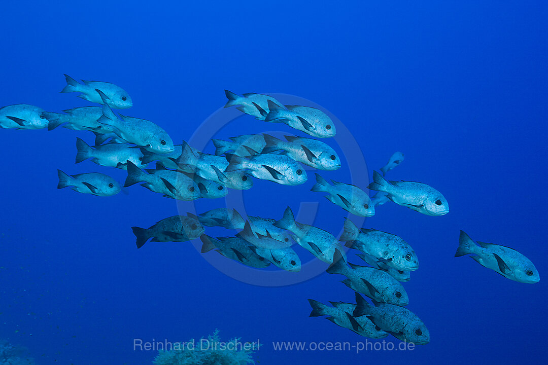 Shoal of Black Snapper
