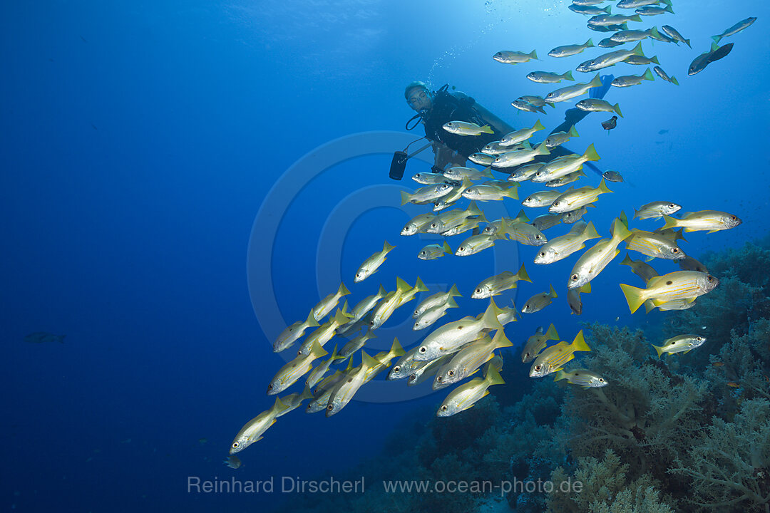 Schwarm Schwarzfleck-Schnapper und Taucher, Lutjanus ehrenbergi, St. Johns, Rotes Meer, Aegypten