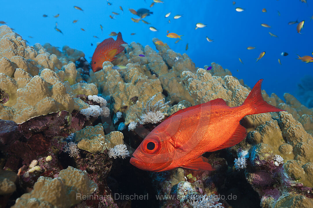 Riff-Grossaugenbarsch, Priacanthus hamrur, St. Johns, Rotes Meer, Aegypten