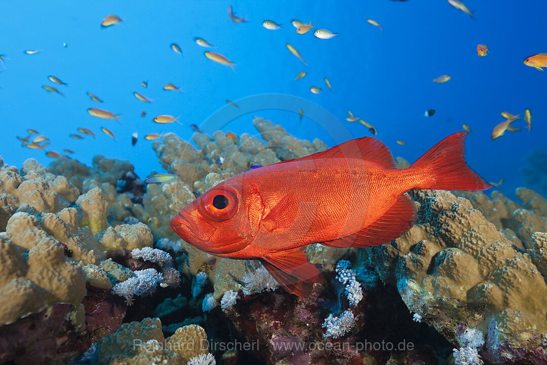 Riff-Grossaugenbarsch, Priacanthus hamrur, St. Johns, Rotes Meer, Aegypten