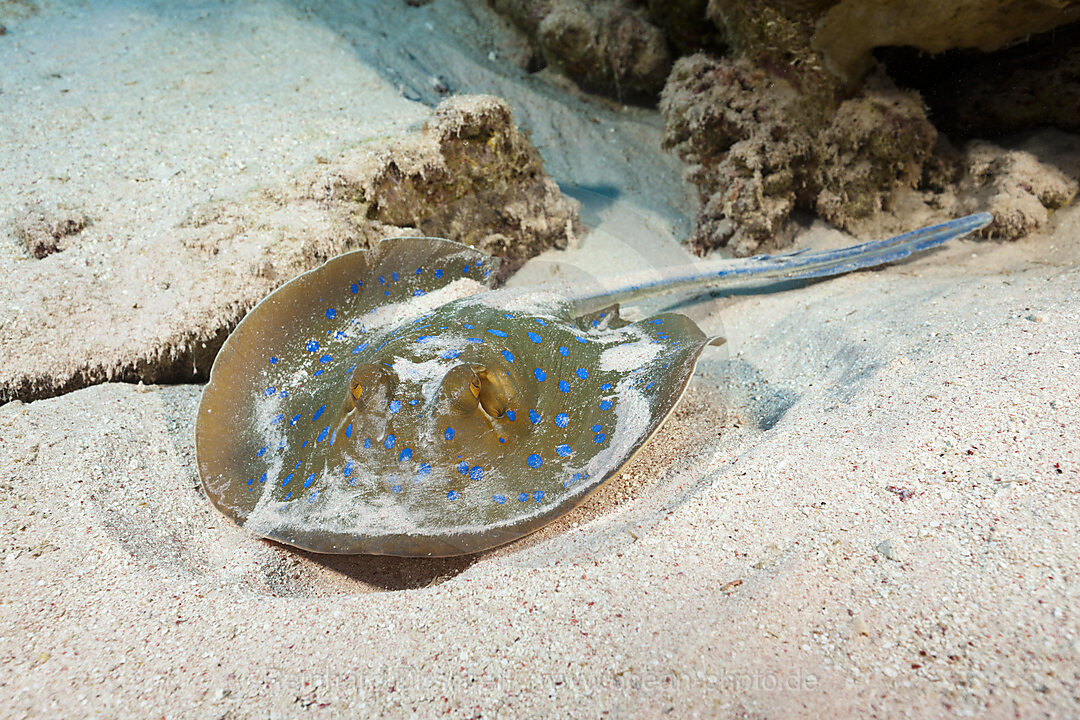 Bluespotted Ribbontail Ray, Taeniura lymma, St. Johns, Red Sea, Egypt