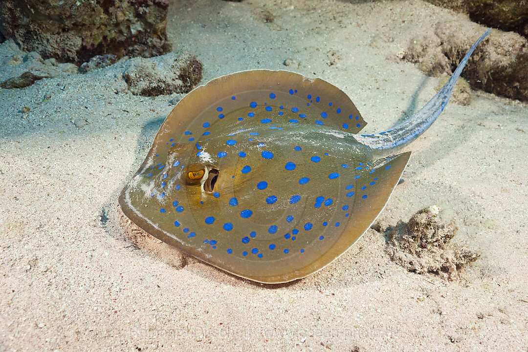 Bluespotted Ribbontail Ray