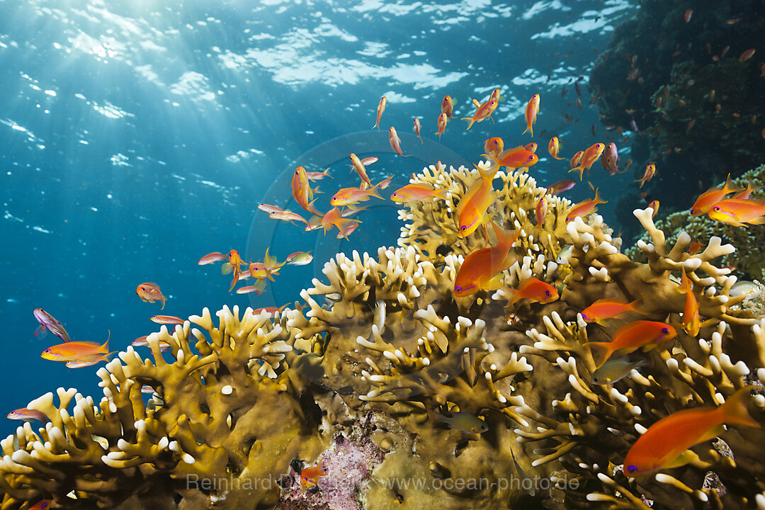 Lyretail Anthias and Fire Corals