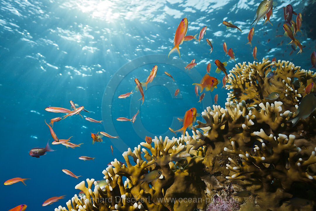 Harems-Fahnenbarsche und Feuerkorallen, Pseudanthias squamipinnis, St. Johns, Rotes Meer, Aegypten