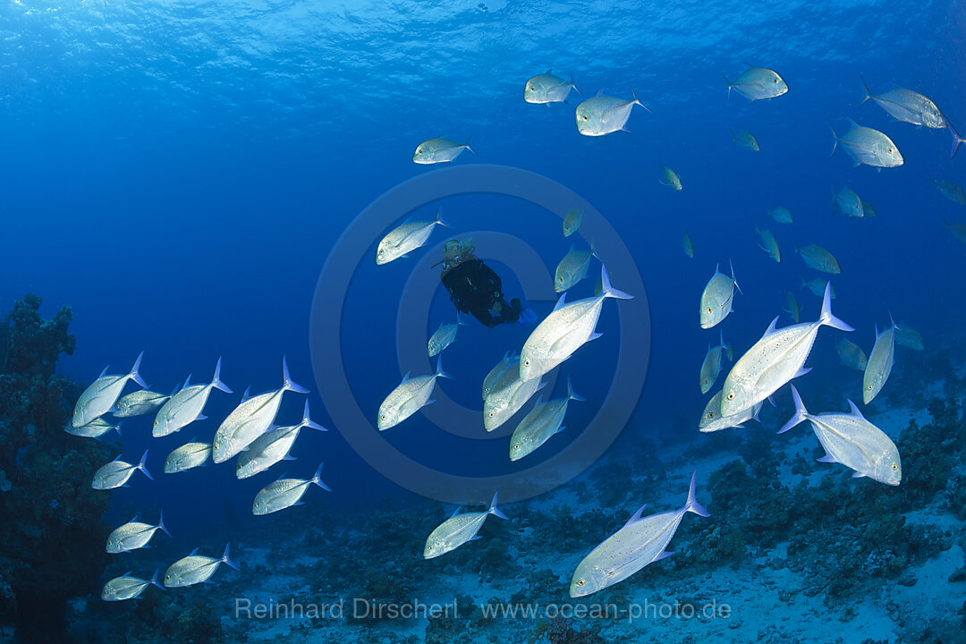 Taucher und Blauflossen-Stachelmakrelen, Caranx melampygus, Paradise Reef, Rotes Meer, Aegypten