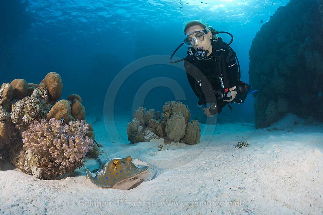 Taucher und Blaupunkt-Stechrochen, Taeniura lymma, Paradise Reef, Rotes Meer, Aegypten