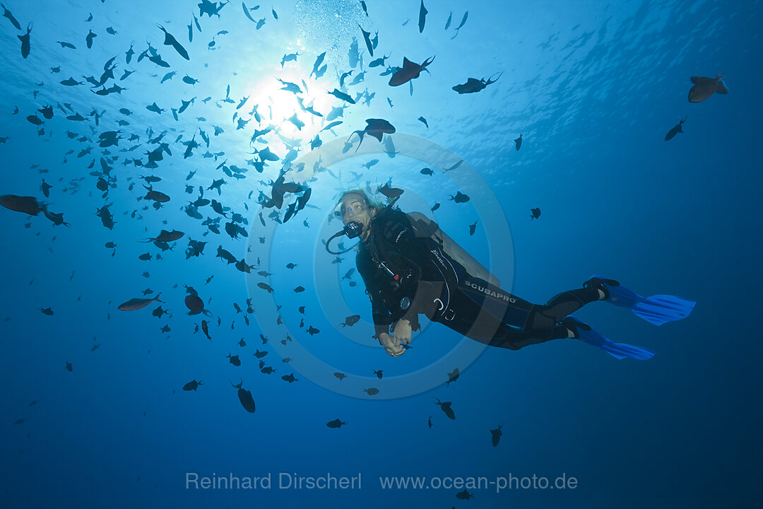 Taucher und Schwarm Rotzahn-Drueckerfische
