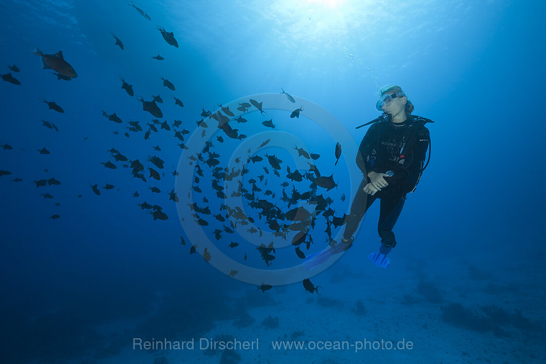 Taucher und Schwarm Rotzahn-Drueckerfische