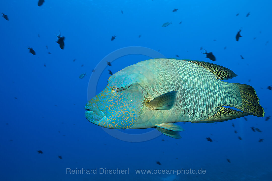 Napoleon Lippfisch, Cheilinus undulatus, St. Johns, Rotes Meer, Aegypten