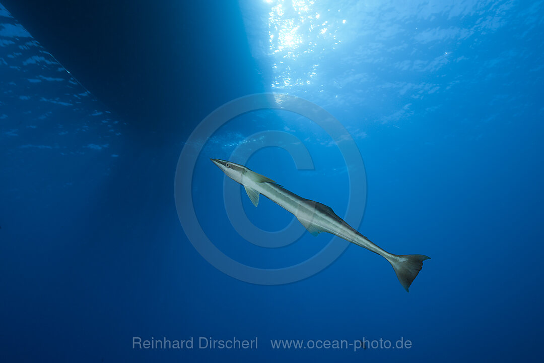 Slender Suckerfish