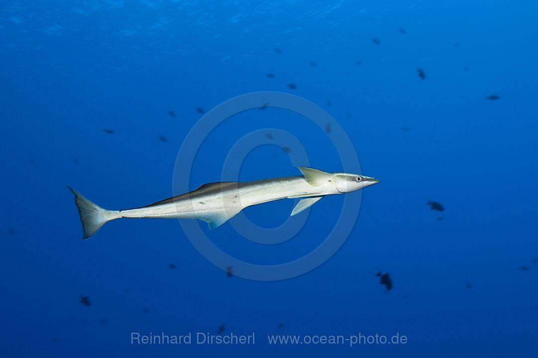 Gestreifter Schiffshalter, Echeneis naucrates, St. Johns, Rotes Meer, Aegypten