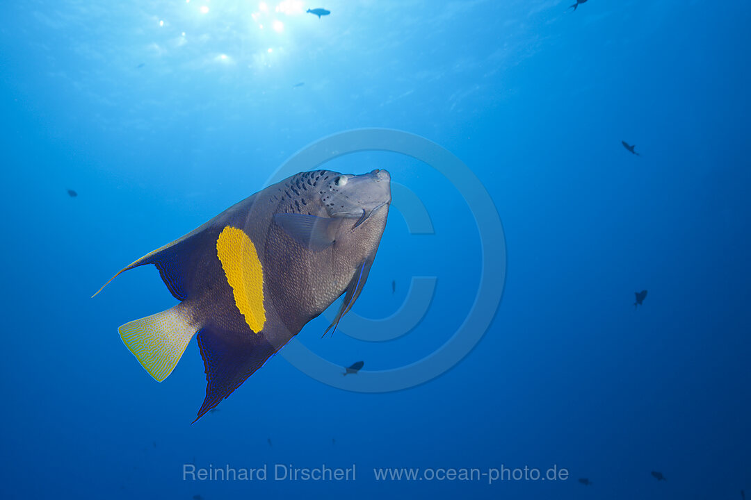 Arabischer Kaiserfisch, Pomacanthus maculosus, St. Johns, Rotes Meer, Aegypten