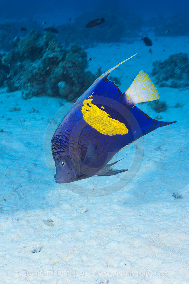 Arabischer Kaiserfisch, Pomacanthus maculosus, St. Johns, Rotes Meer, Aegypten