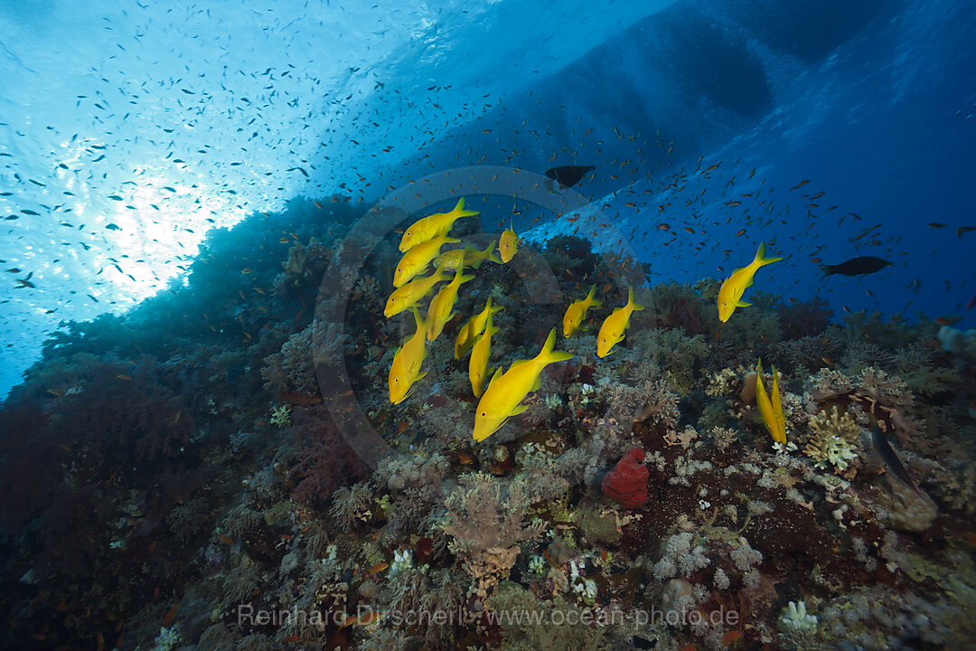 Schwarm Zitronenbarben, Parupeneus cyclostomus, Shaab Maksur, Rotes Meer, Aegypten