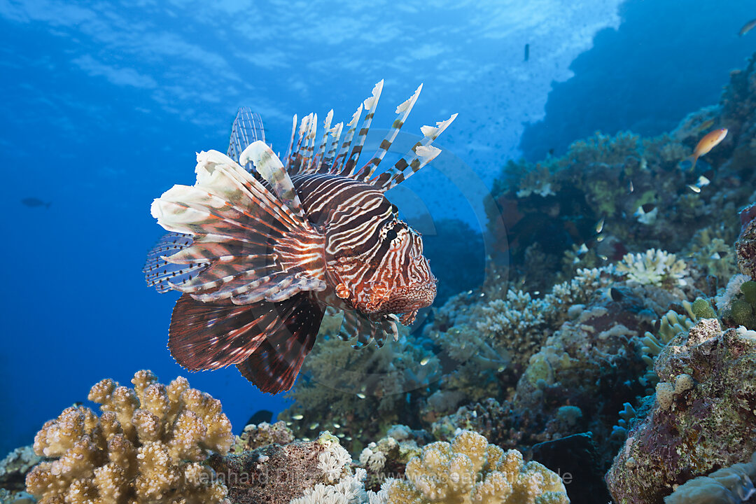 Rotfeuerfisch am Riff, Pterois miles, Shaab Maksur, Rotes Meer, Aegypten