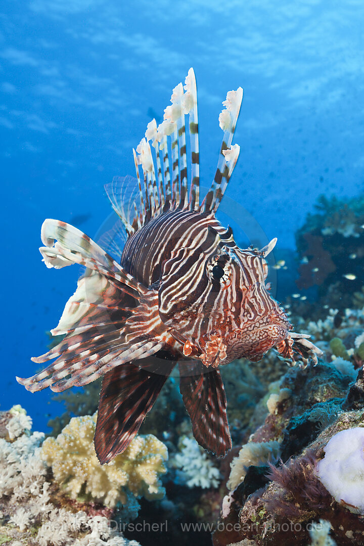 Rotfeuerfisch am Riff, Pterois miles, Shaab Maksur, Rotes Meer, Aegypten