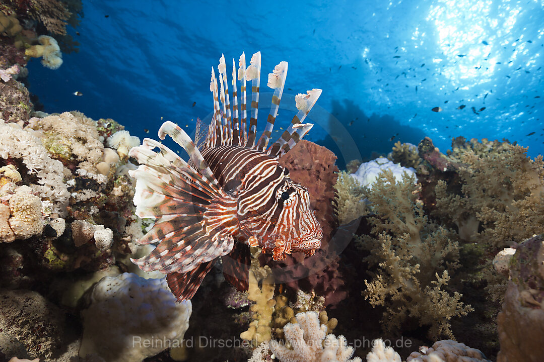 Rotfeuerfisch am Riff, Pterois miles, Shaab Maksur, Rotes Meer, Aegypten