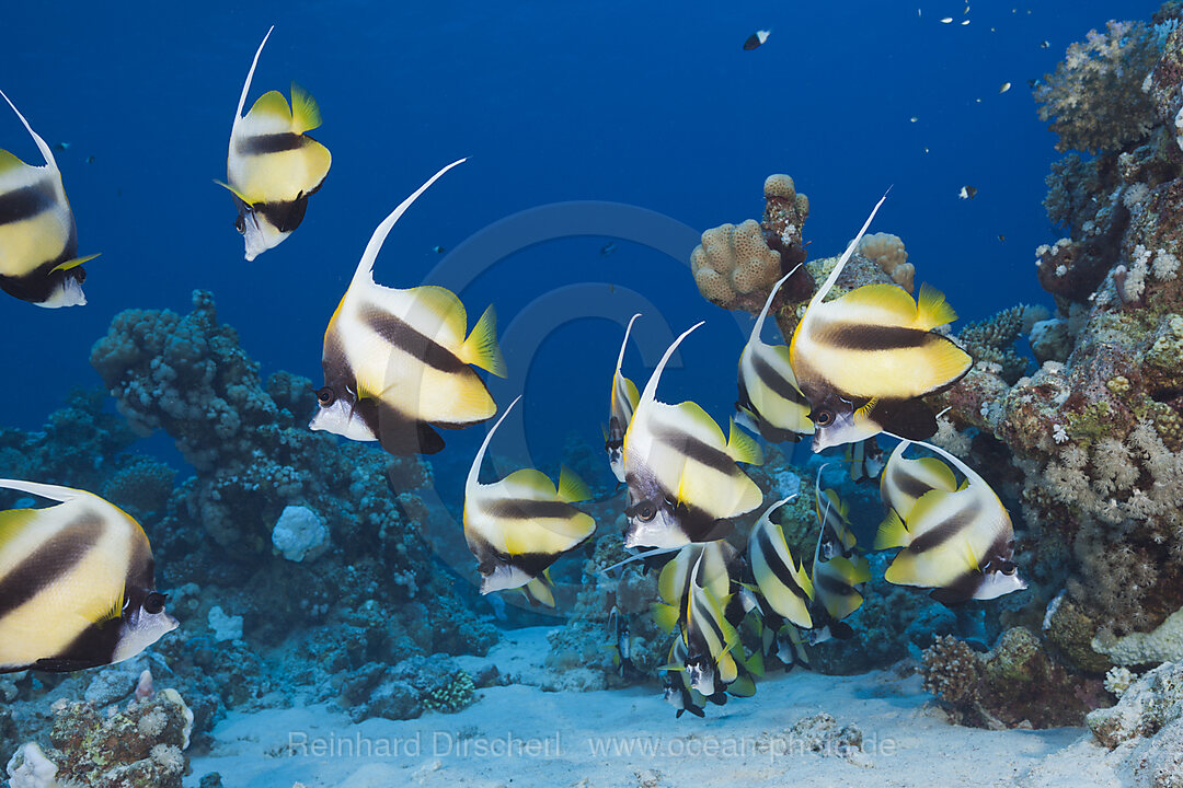 Schwarm Rotmeer-Wimpelfische, Heniochus intermedius, Shaab Claudio, Rotes Meer, Aegypten