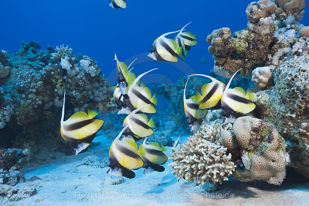 Schwarm Rotmeer-Wimpelfische, Heniochus intermedius, Shaab Claudio, Rotes Meer, Aegypten