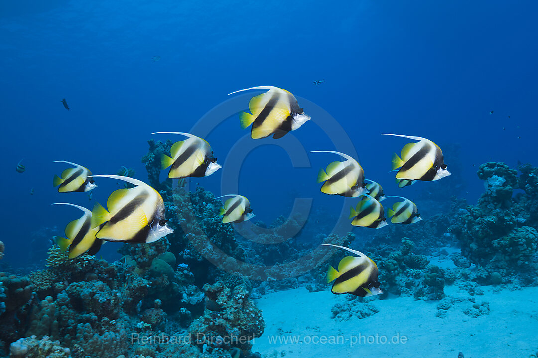 Schwarm Rotmeer-Wimpelfische