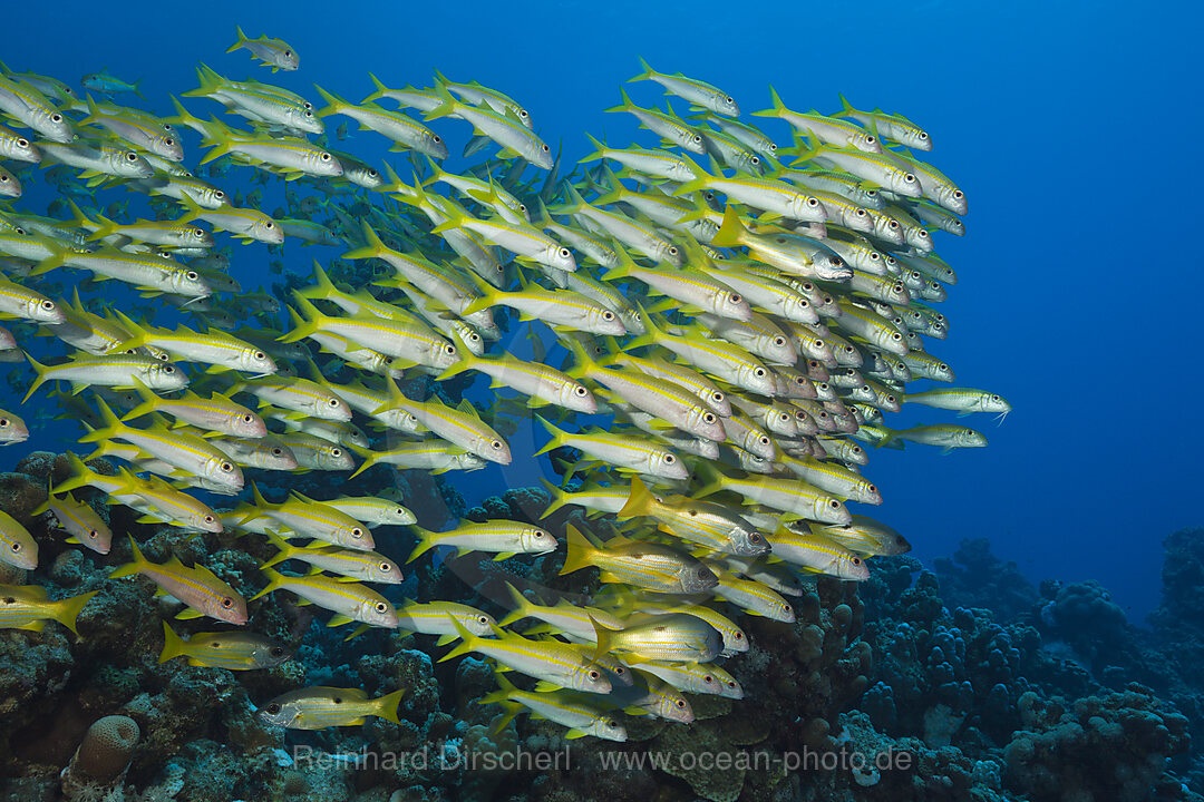 Schwarm Gelbflossen-Meerbarben, Mulloidichthys vanicolensis, Shaab Claudio, Rotes Meer, Aegypten