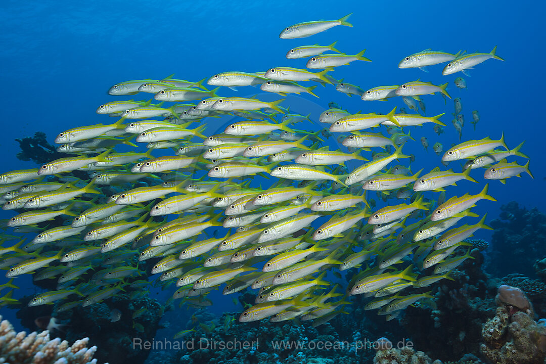 Schwarm Gelbflossen-Meerbarben, Mulloidichthys vanicolensis, Shaab Claudio, Rotes Meer, Aegypten